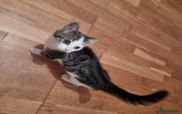 Mixed Breed cats for sale: 2 Beautiful Kittens For Sale !!! - Image 16