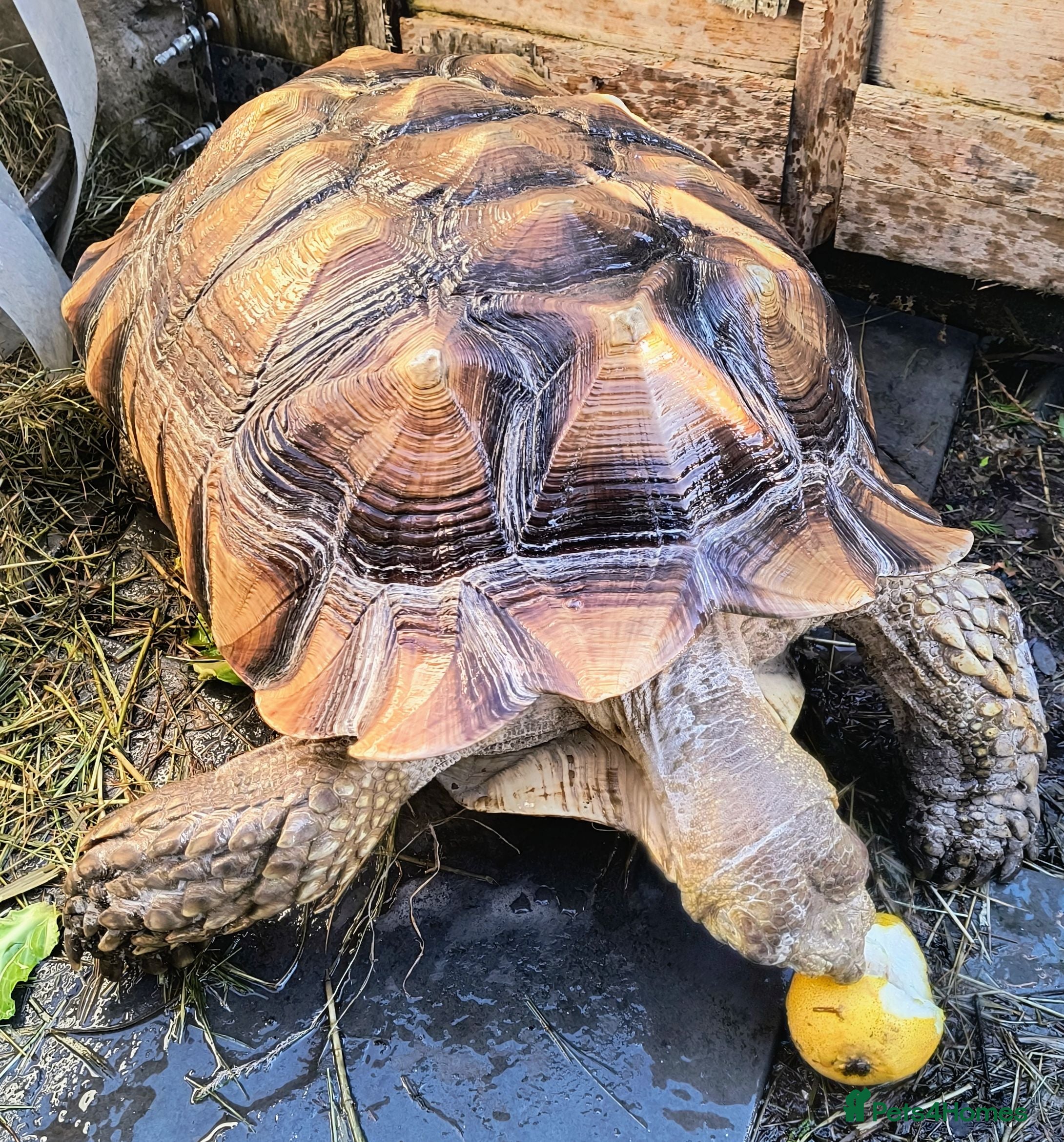 Tortoise reptiles Sulcatas tortoise, male 7 years old - Advert 2