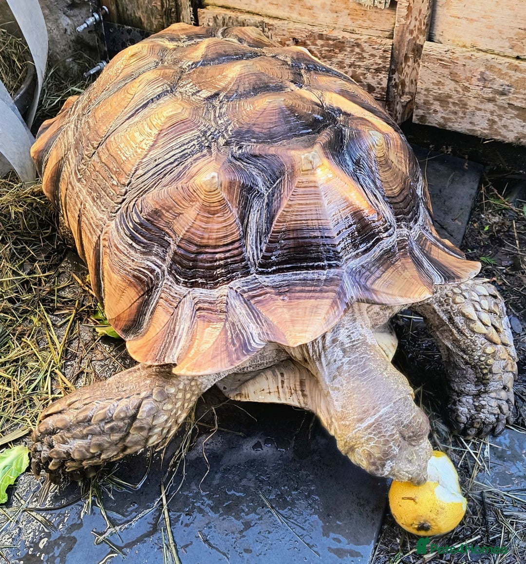 Tortoise reptiles for sale: Sulcatas tortoise, male 7 years old - Advert 1