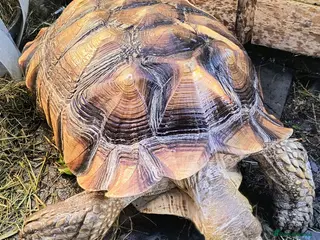Tortoise reptiles Sulcatas tortoise, male 7 years old - Advert 13