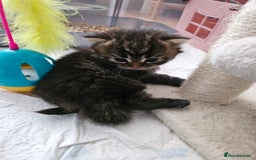 European cats for sale: 4 beautiful kittens looking for the New 🤎 home  - Image 22