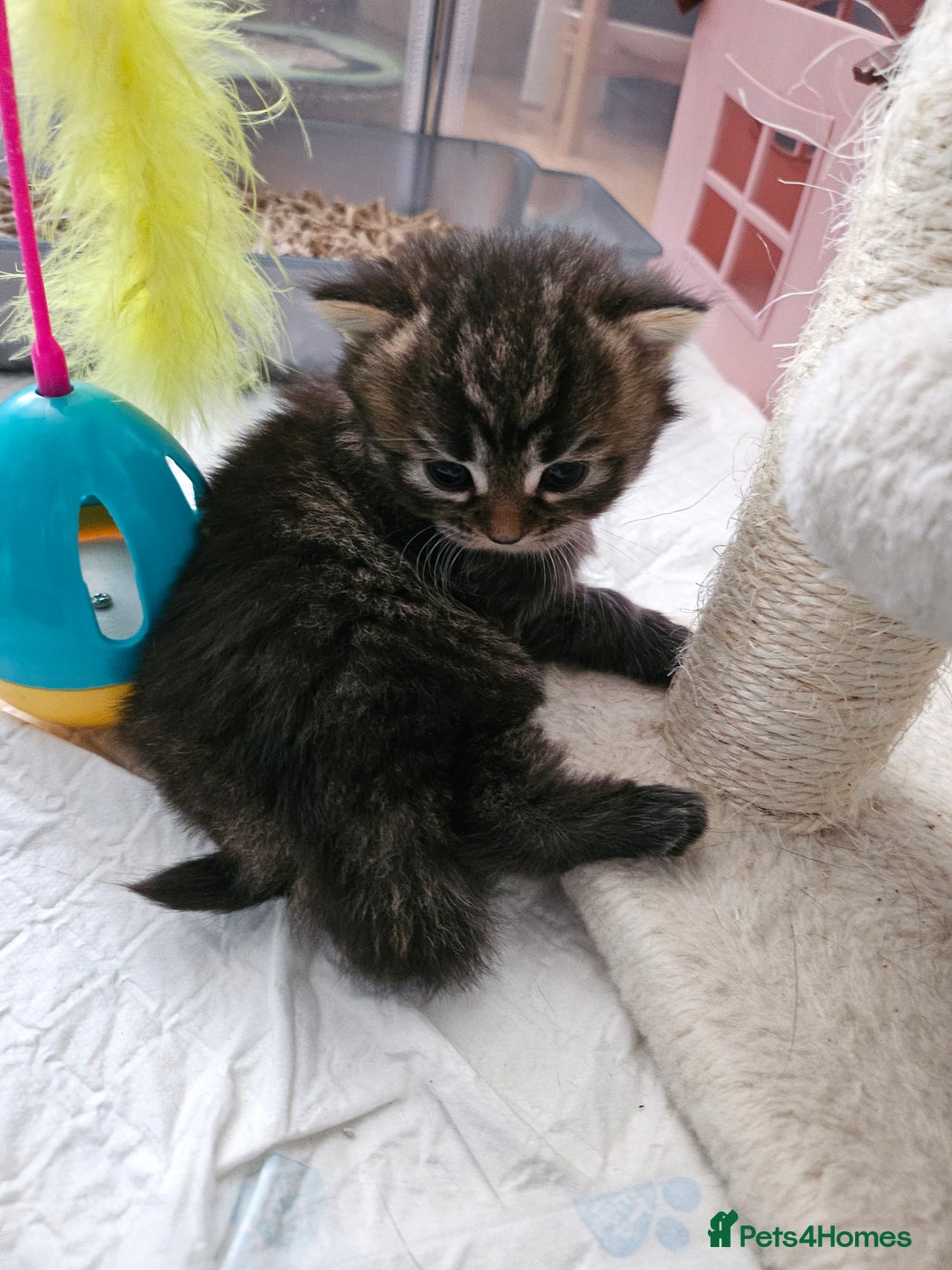 European cats for sale: 4 beautiful kittens looking for the New 🤎 home  - Image 22
