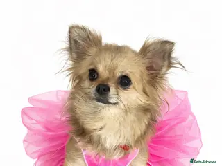 Chihuahua dogs Rare white Chihuahua- girls - Advert 5