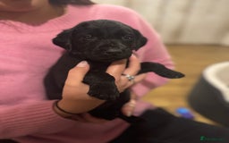 Labrador Retriever dogs for sale: Outstanding Litter of KC registered Labradors  - Image 30