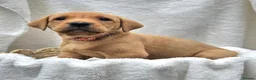 Labrador Retriever dogs for sale: Red fox Labradors  in Whitley Bay - Advert 3