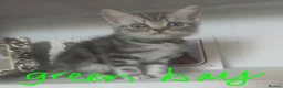 British Shorthair cats for sale: British Shorthair silver Tabby  KITTENS - Advert 6