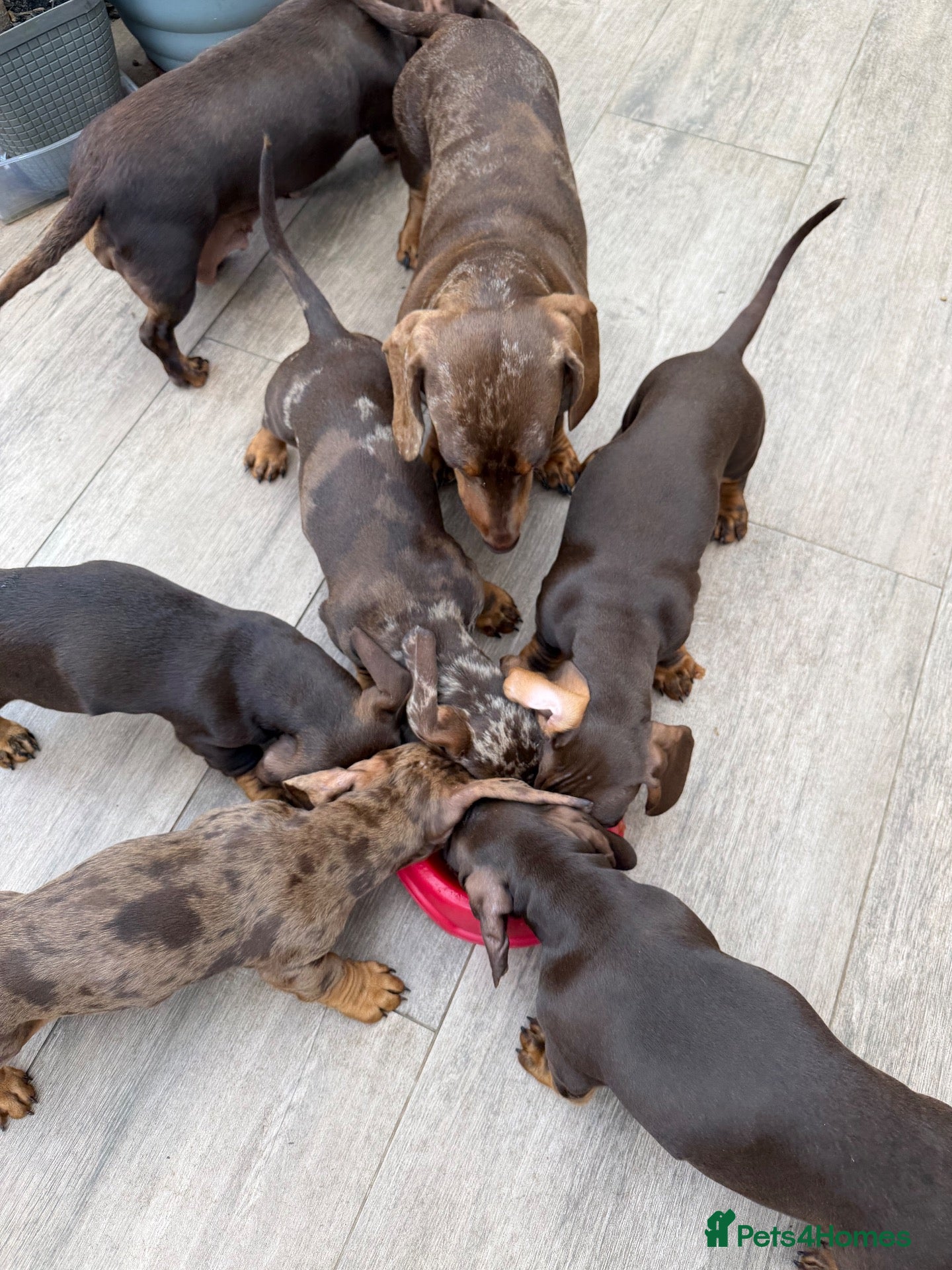 Dachshund dogs Dachshund is your friend forever  - Advert 2