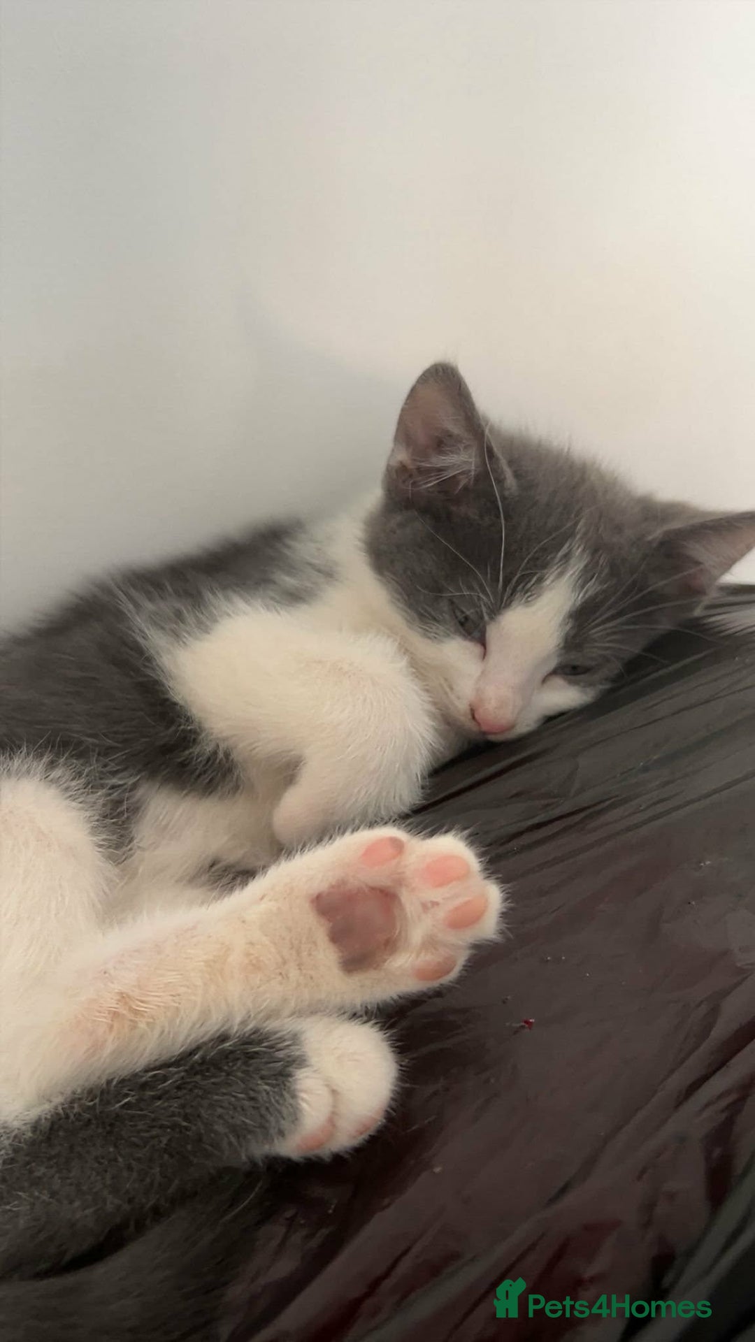 Mixed Breed cats for sale: 3 beautiful kittens for sale :)  - Advert 3