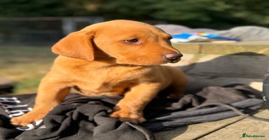 Labrador Retriever dogs - Advert 3