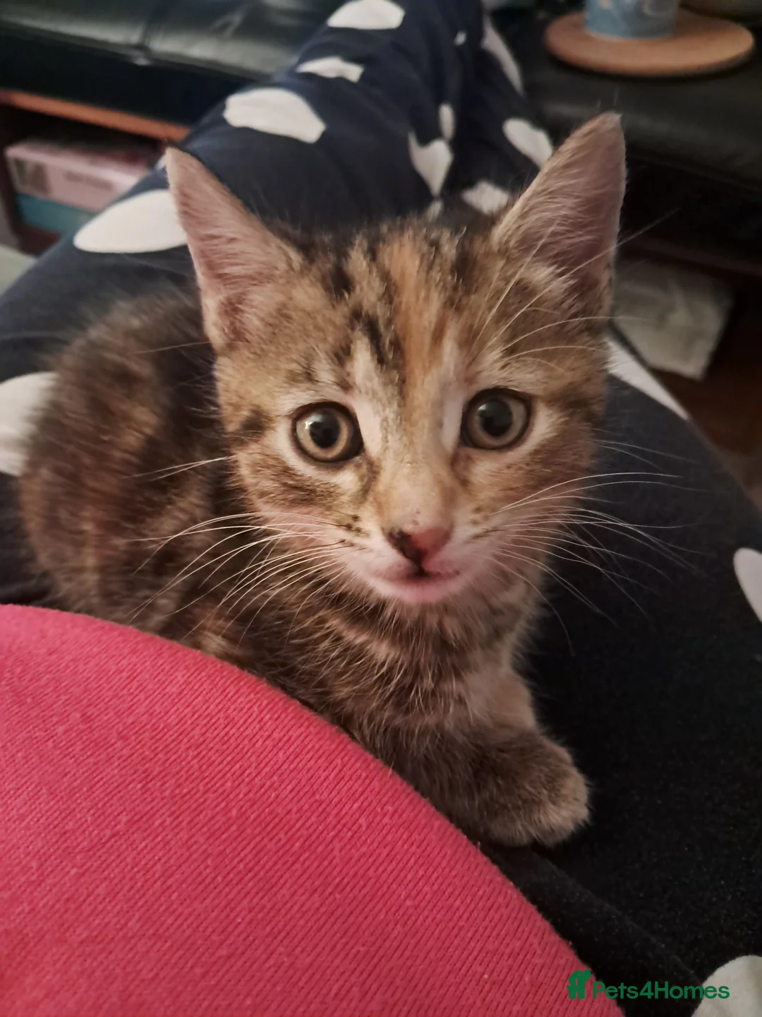 Mixed Breed cats for sale: Five beautiful tabby kittens  - Advert 8