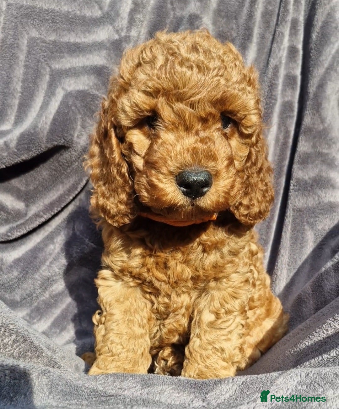 Cockapoo dogs Cockapoo f1b 5 boys [1 available] - Advert 17