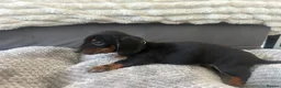 Miniature Dachshund dogs for sale: Miniature Daschund Pups for loving homes - Advert 36