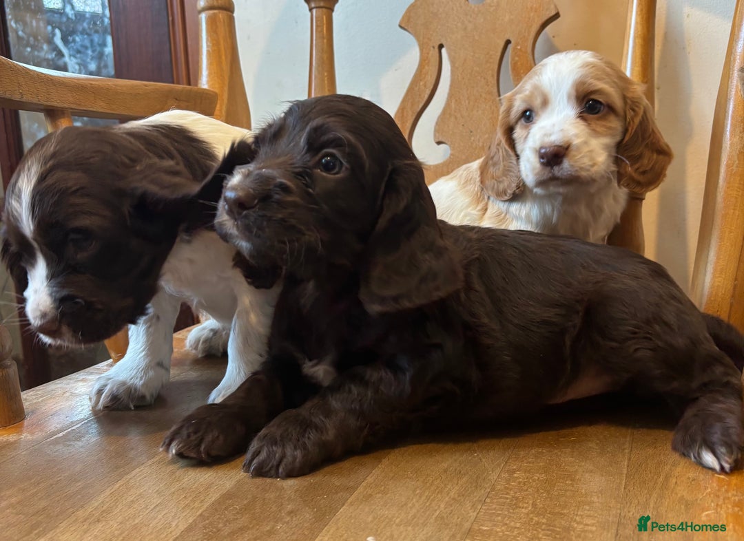 Cocker Spaniel dogs for sale: READY NOW lovely cocker spaniel pups  - Advert 10