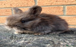Angora rabbits for sale: English Angora  - Image 2