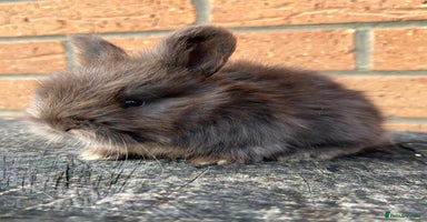 Angora rabbits - Advert 16