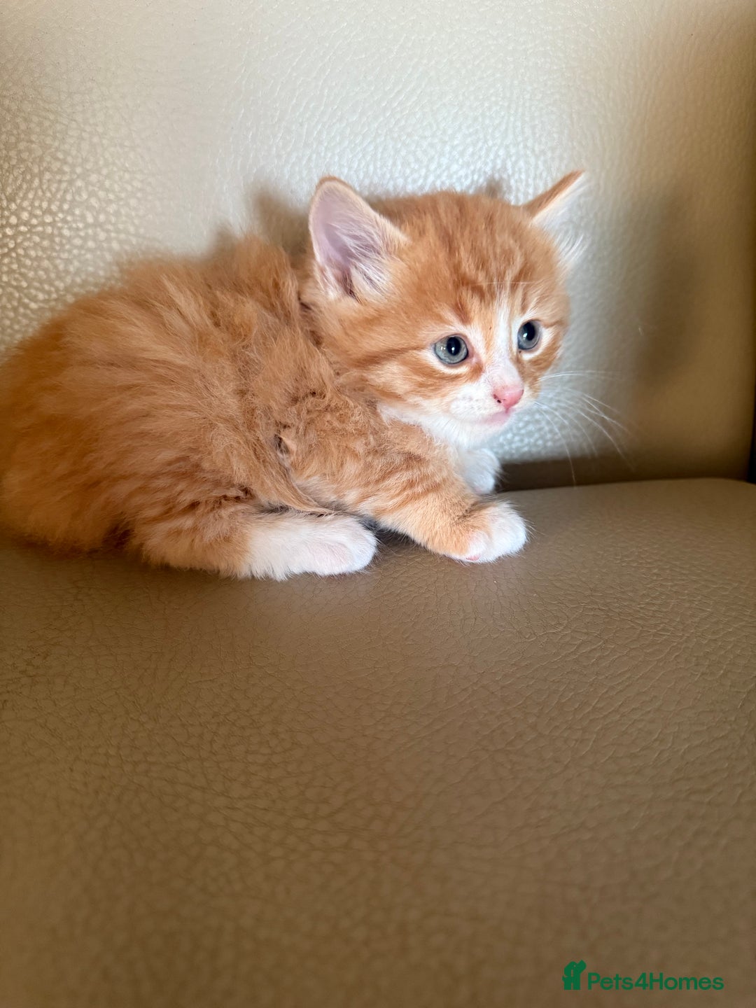 Ragdoll cats for sale: Part rag doll kittens  - Advert 5