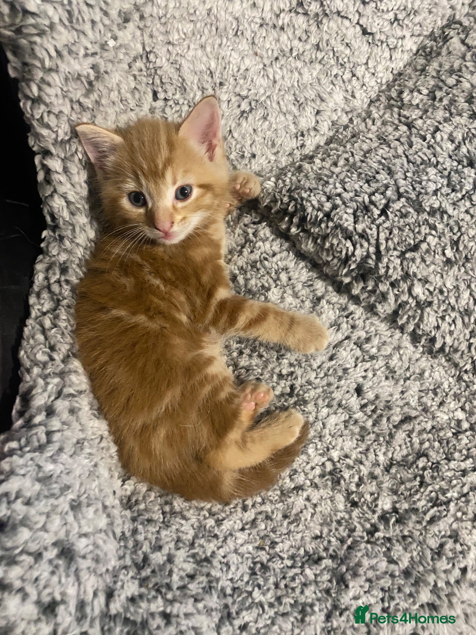 Mixed Breed cats Adorable kittens - Advert 1