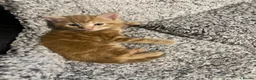 Mixed Breed cats for sale: Adorable kittens - Advert 1