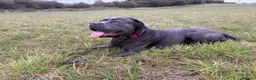 Cane Corso dogs for sale: 3 year old cane corso  - Advert 2