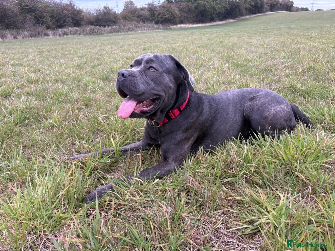 Cane Corso dogs for sale: 3 year old cane corso  - Advert 2