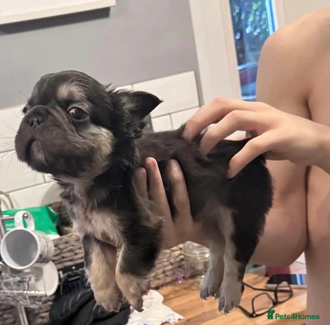 French Bulldog dogs for sale:  💙🦁Fluffy visual French bulldog Reduced!!🏡 - Advert 5