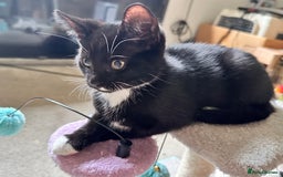 Mixed Breed cats for sale: Amiable bengal&tabby mix kittens: price reduced - Image 15