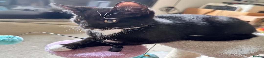 Mixed Breed Kitten 3