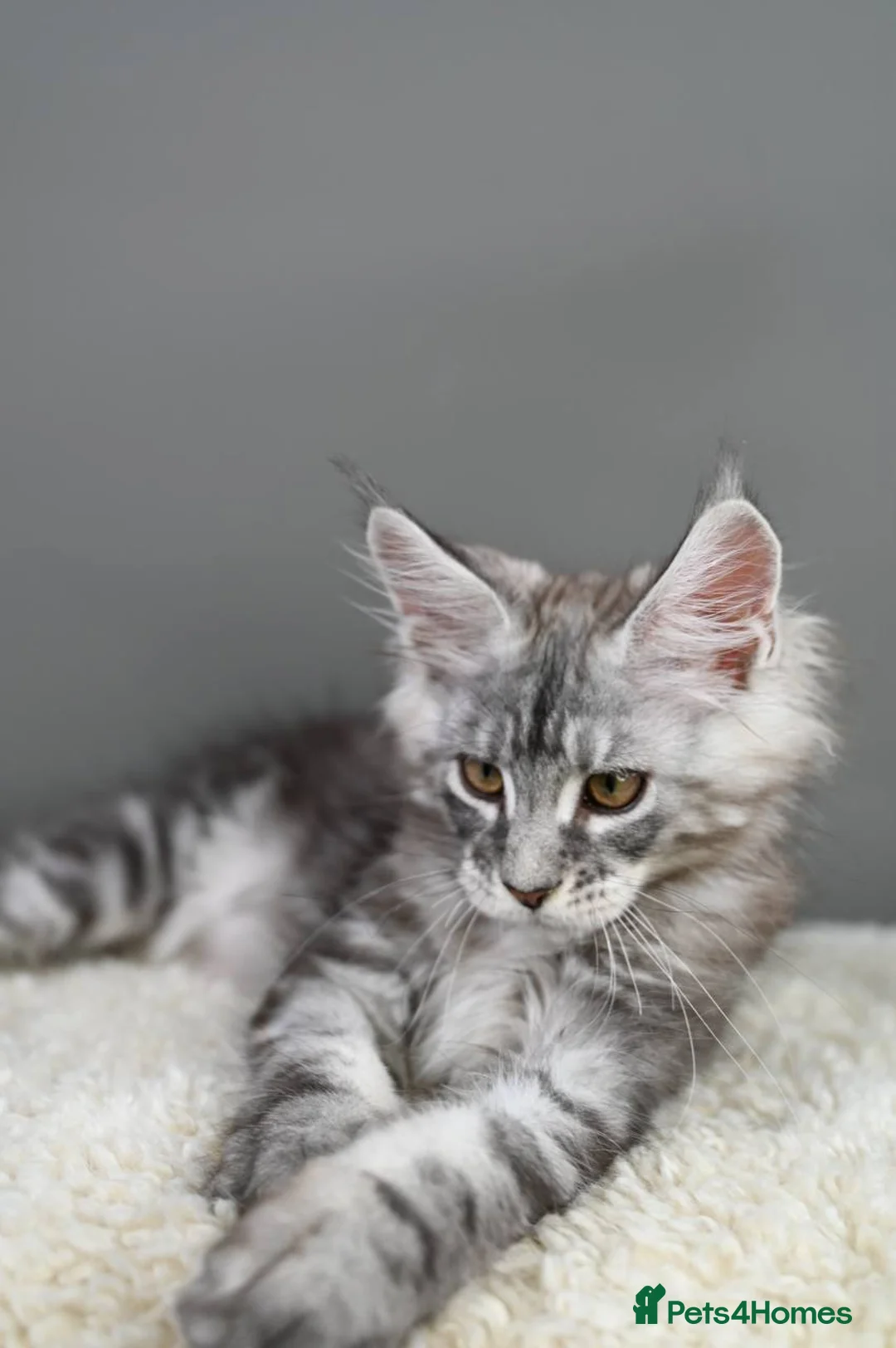 Maine Coon cats for sale: 🧬 Champion line kittens - TICA REGISTERED 🎖️ - Advert 25