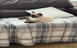 Ragdoll cats for sale: Seal point ragdoll girl GCCF registered - Image 2