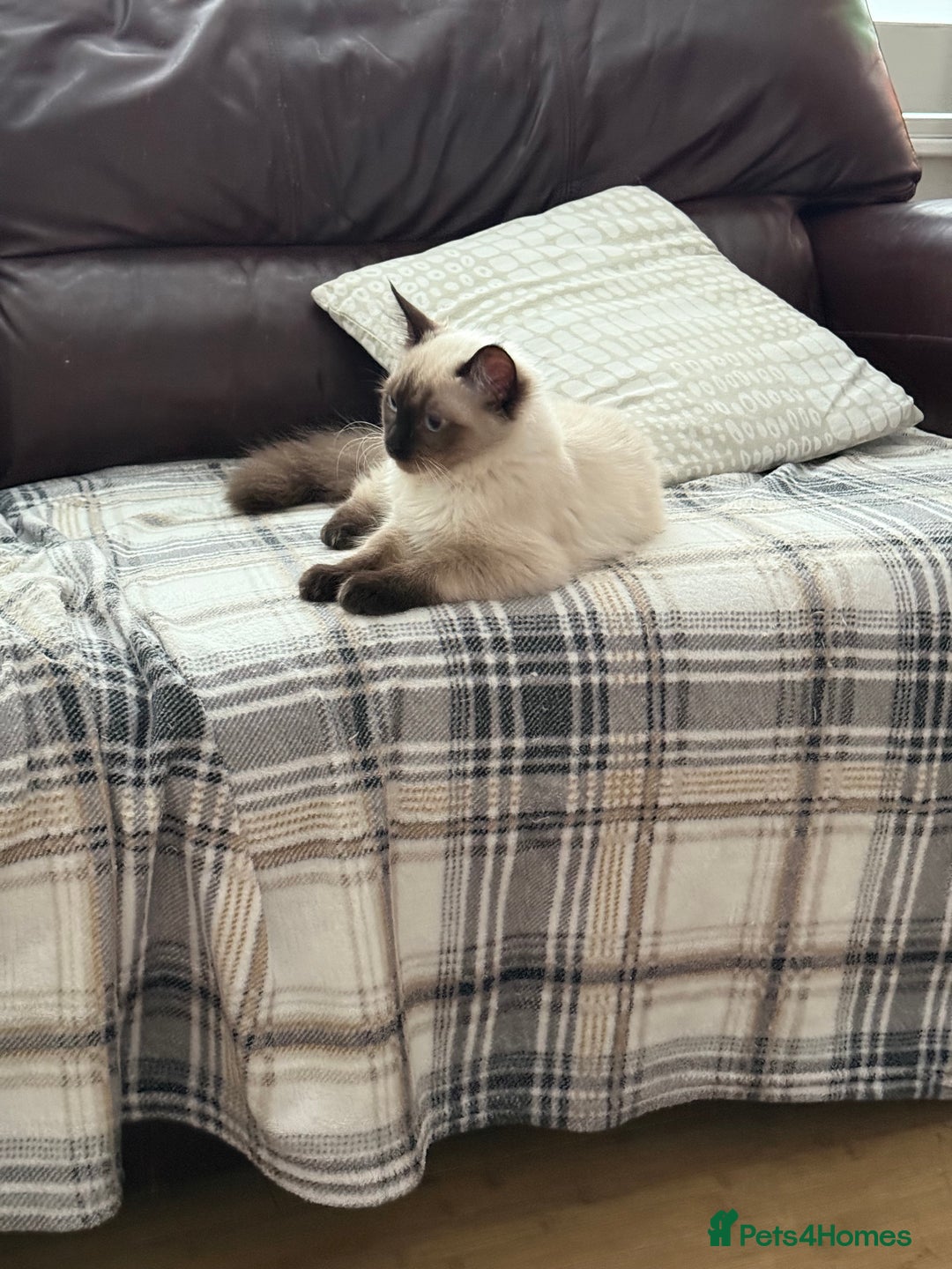 Ragdoll cats for sale: Seal point ragdoll girl GCCF registered - Image 2