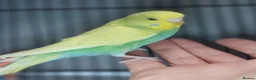 Budgerigars birds for sale: Outstanding pet baby budgies priced from £25 - Advert 6