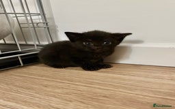 Mixed Breed cats for sale: Black mixed breed kitten  - Advert 4