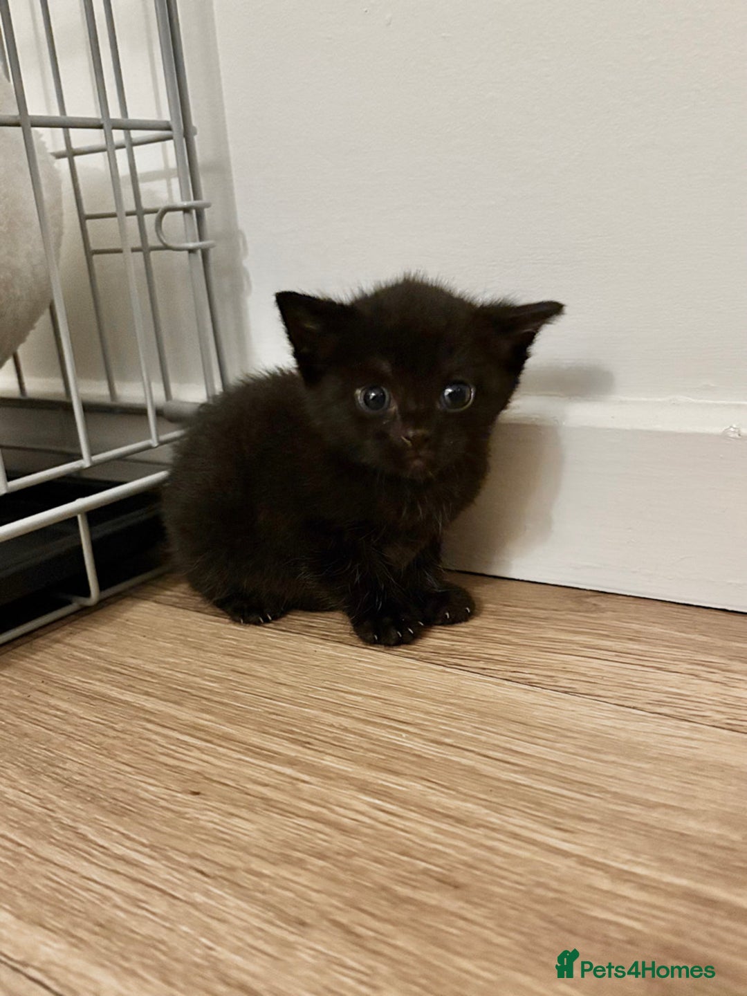 Mixed Breed cats for sale: Black mixed breed kitten  - Advert 4