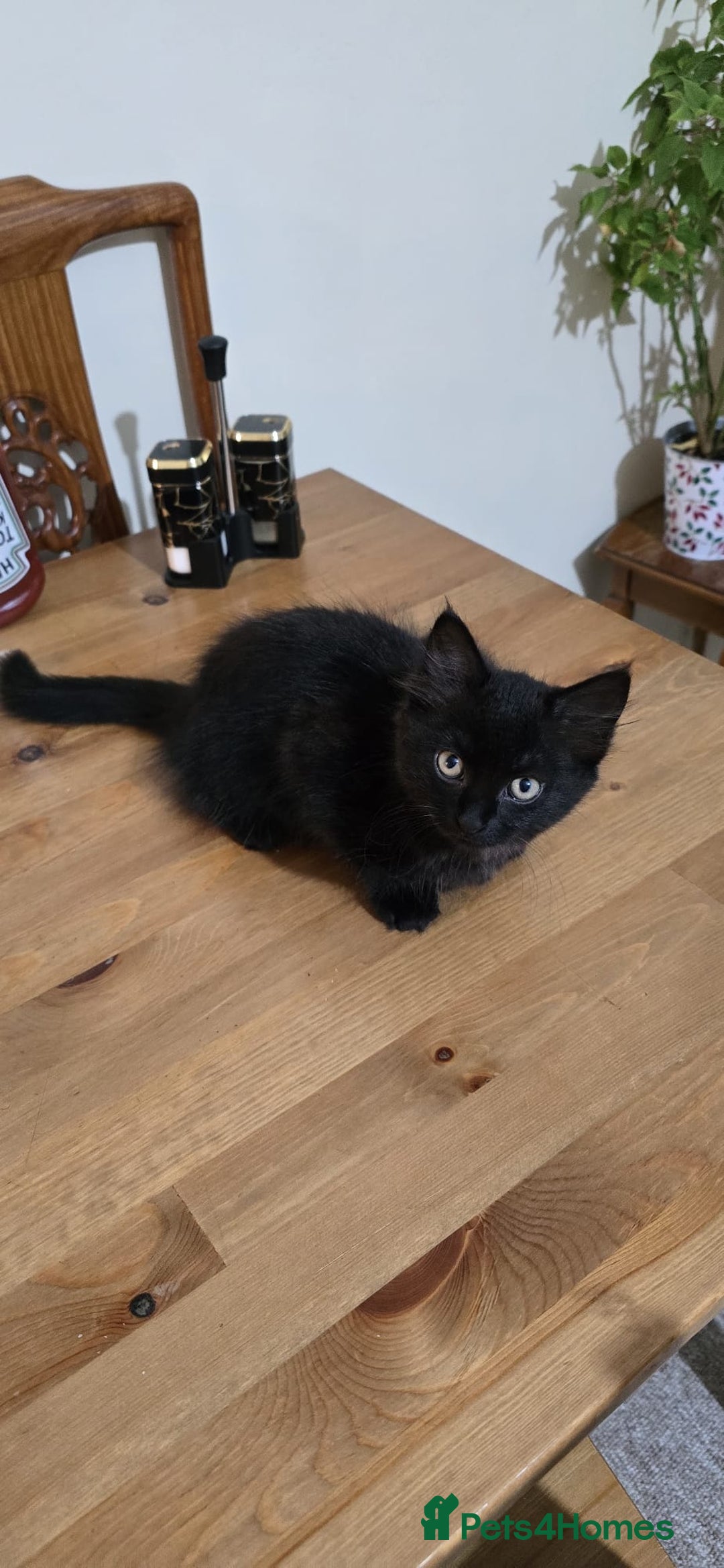 Mixed Breed cats for sale: RH16 3HE - Image 4