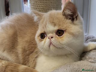 Exotic cats Hugo - Advert 12