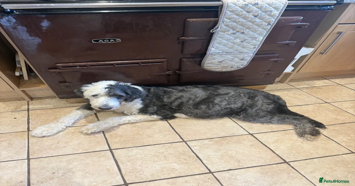 Sheepadoodle Puppies for sale in Walsall, West Midlands | Pets4Homes