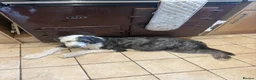 Sheepadoodle dogs for sale: Stunning Sheepadoodle puppies  in Stourbridge - Advert 1