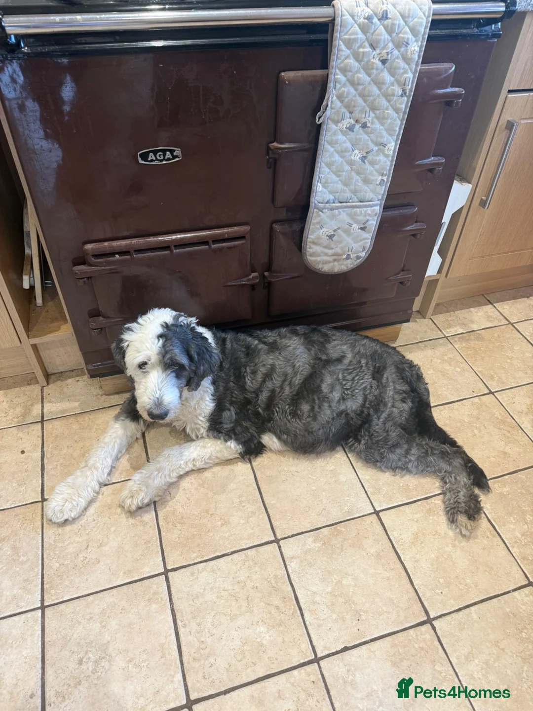 Sheepadoodle dogs for sale: Stunning Sheepadoodle puppies  in Stourbridge - Advert 1