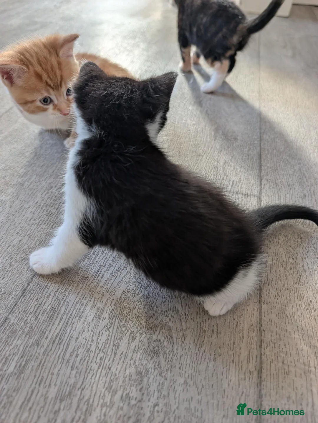 Mixed Breed cats for sale: Siberian mix kittens for sale - Advert 13