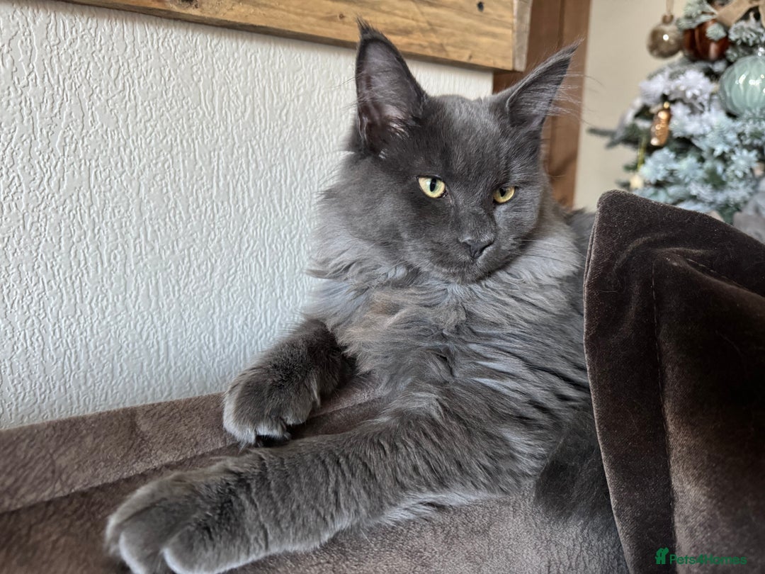 Maine Coon cats for sale: BlueSmoke Male Maine Coon🐾TICA Reg! ACTIVE!!  - Advert 9