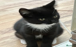 Maine Coon cats for sale: Black and white fluffy felix and coco - Image 6
