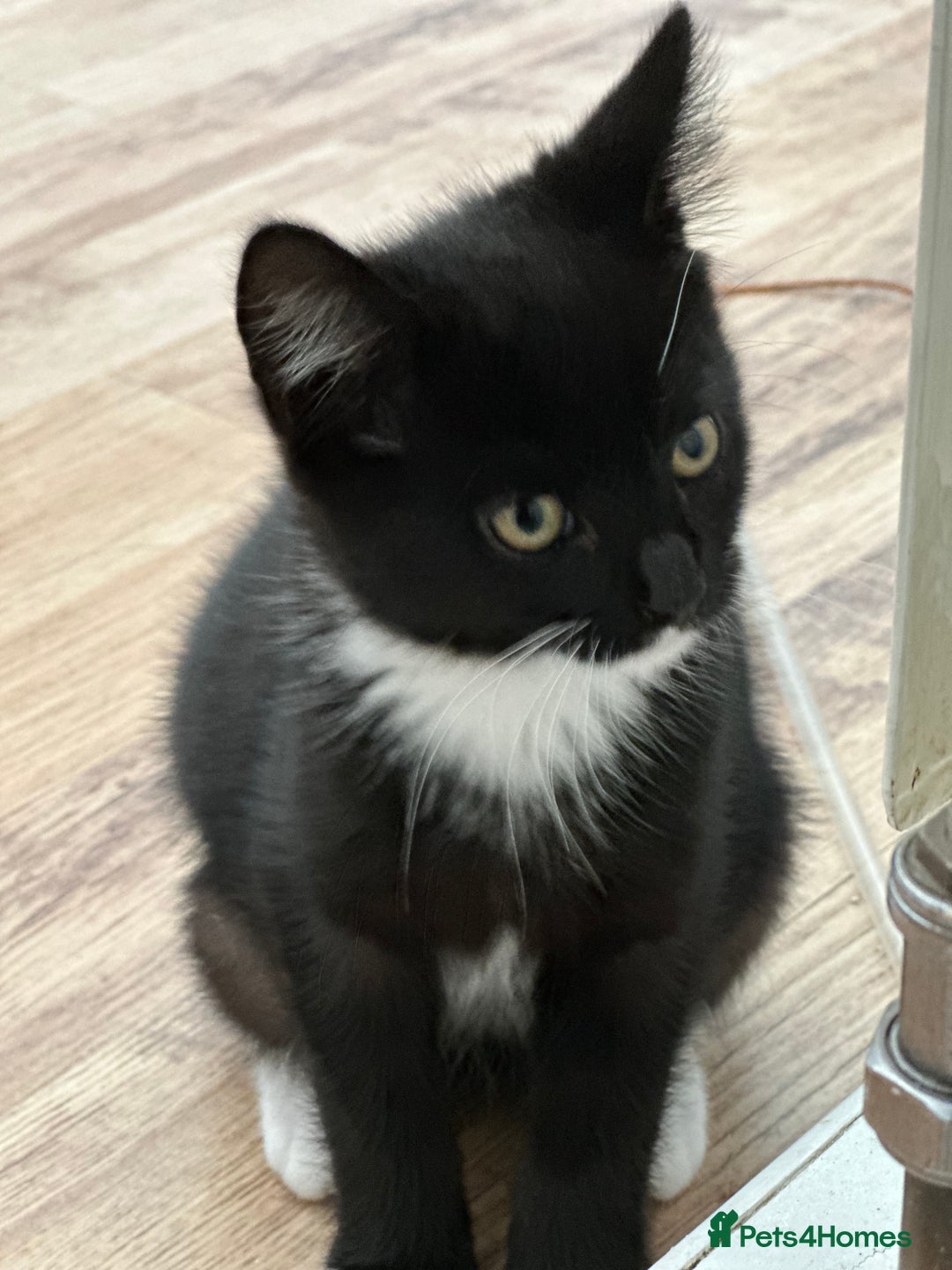 Maine Coon cats for sale: Black and white fluffy felix and coco - Image 6