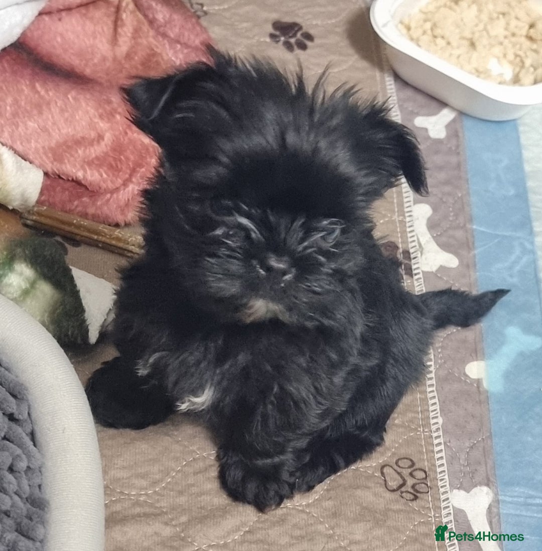 Yorkshire Terrier dogs for sale: Yorkshire Terrier puppies  - Image 3