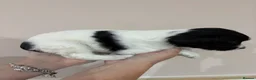English Springer Spaniel dogs for sale:  KC registered English springer spaniel puppies - Advert 38