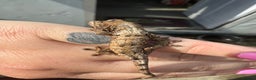 Gecko reptiles for sale: Chahoua geckos for sale  - Advert 3