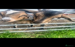 Goats livestock for sale: Billy Goat for sale - Image 2