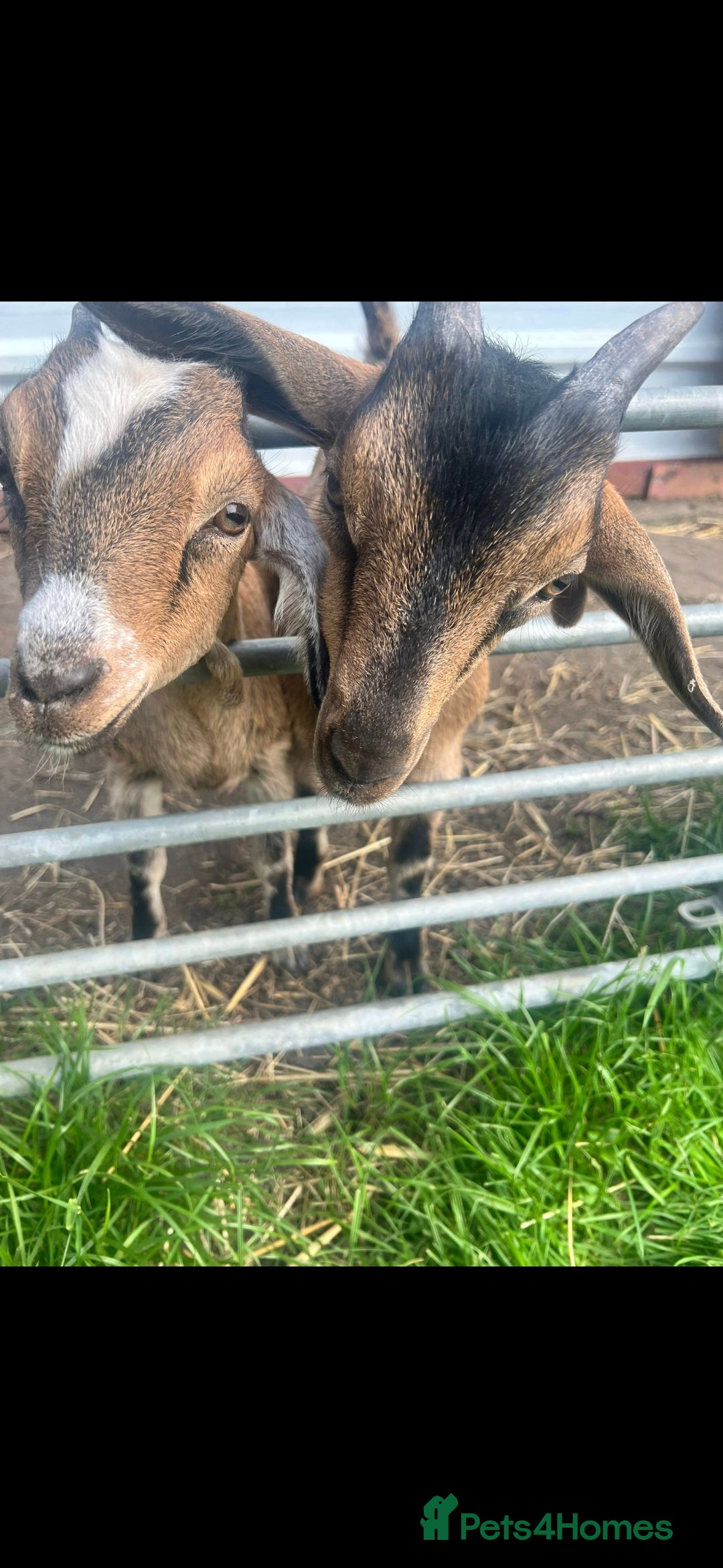 Goats livestock for sale: Billy Goat for sale - Image 2