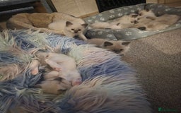 Ragdoll cats for sale: 2 beautiful litters of Ragdolls  - Image 32