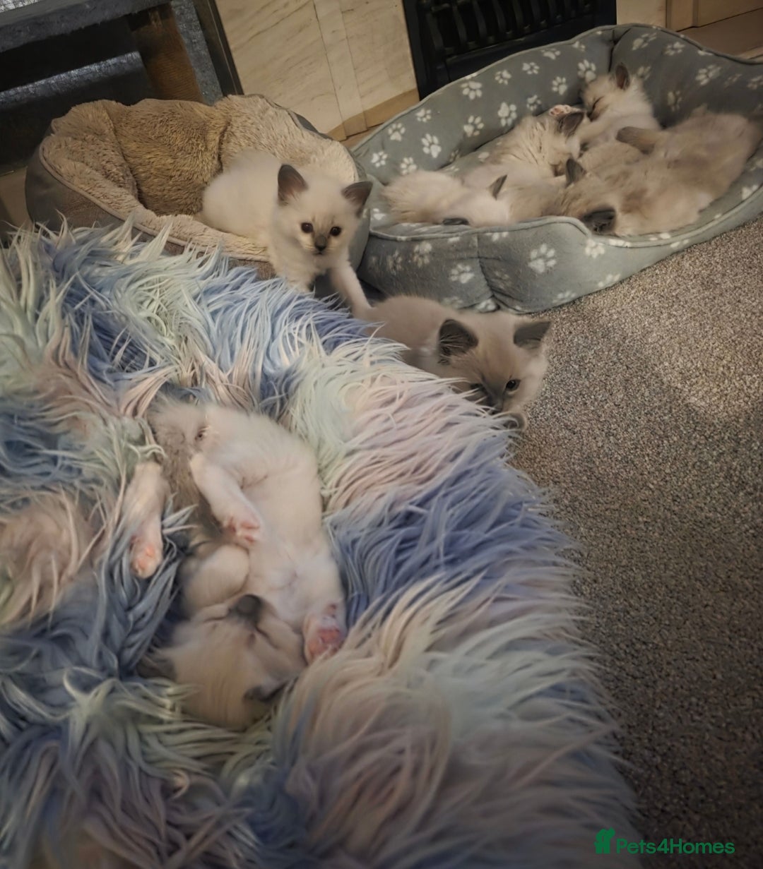 Ragdoll cats for sale: 2 beautiful litters of Ragdolls  - Image 32