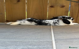 Mini Lop rabbits for sale: Mini lop looking to be rehomed  - Image 2